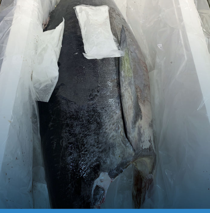 comerfishgroup-pescado-atun