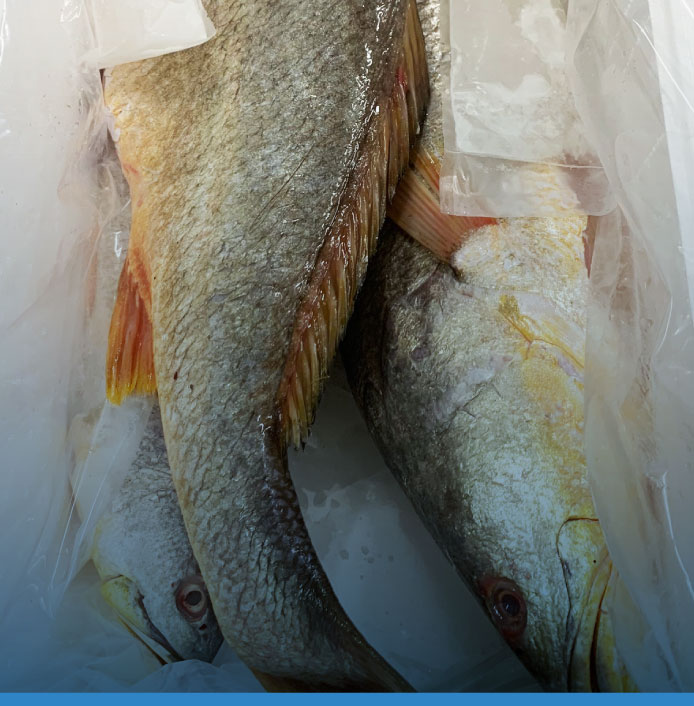 comerfishgroup-pescado-corvina-amarilla