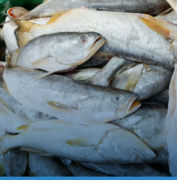 comerfishgroup-pescado-corvina-plateada