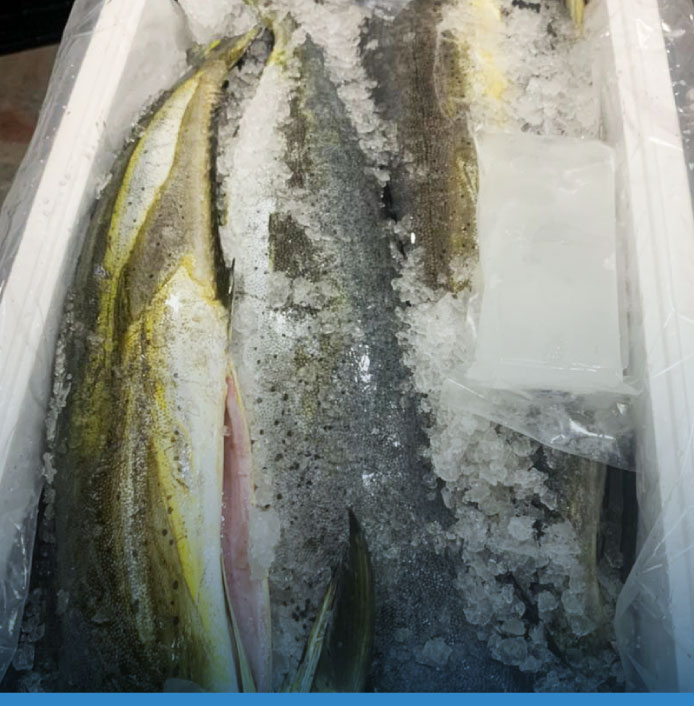 comerfishgroup-pescado-dorado