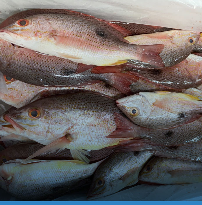 comerfishgroup-pescado-pargo-mancha