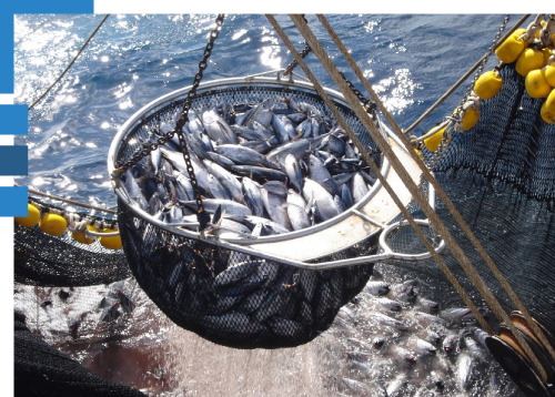 comerfishgroup-pesca-altamar