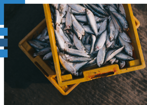 comerfishgroup-pescados-contenedor